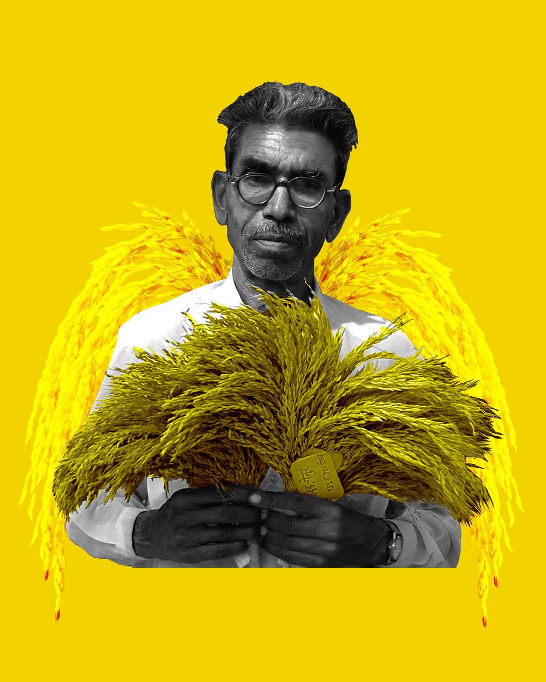 Dadaji Khobragade and the Story of HMT Sona Rice: Farmer Knowledge, Agricultural Innovation and the Politics of Recognition