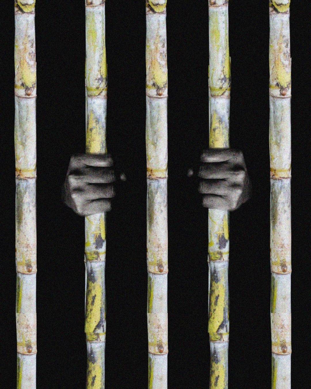 Escaping Sugarcane Fields